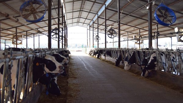 El enfriamiento de vacas en establos robotizados DeLaval