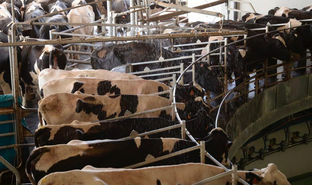 Mantener buena fertilidad en el verano también es posible en climas cálidos