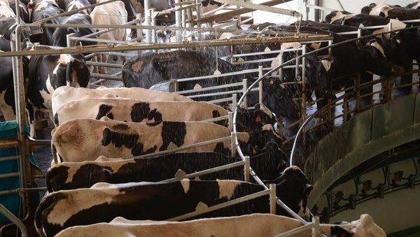 Mantener buena fertilidad en el verano también es posible en climas cálidos
