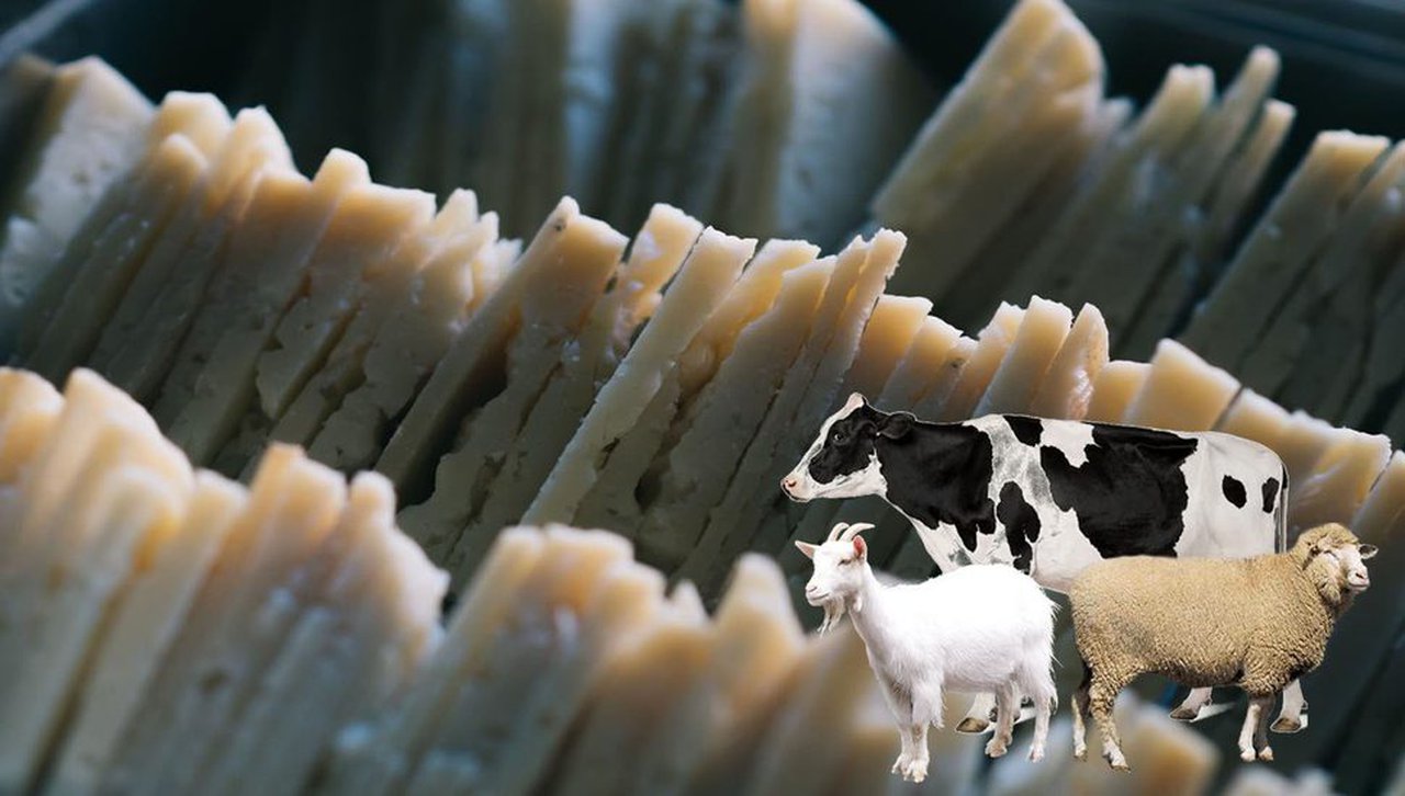 La InLac financiará proyectos que cuantifiquen la leche de diferentes especies contenidas en quesos de mezcla