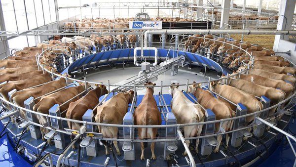 A CAP Coruña confíalle o muxido a BouMatic no seu novo proxecto de vacas Jersey