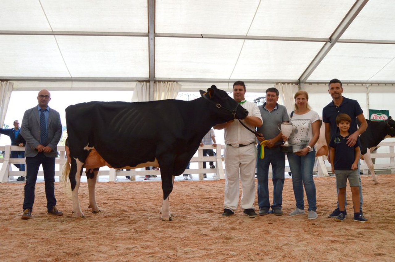 Tineo celebra este fin de semana sus concursos de ganado