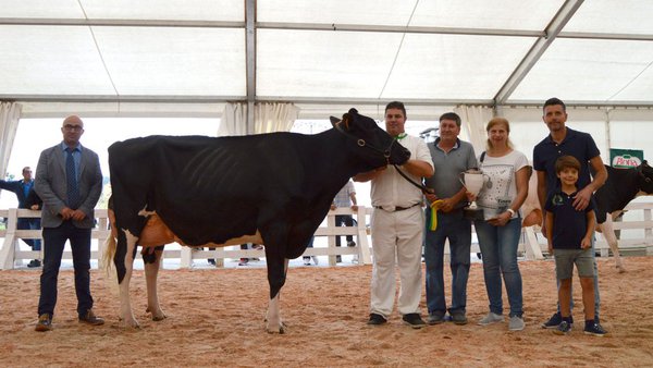 Tineo celebra este fin de semana sus concursos de ganado