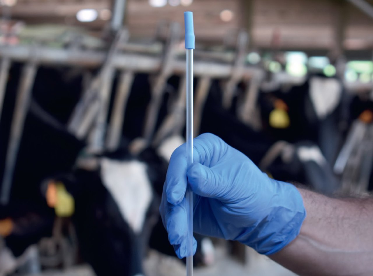 Las herramientas genéticas han invertido el declive de la fertilidad de las vacas