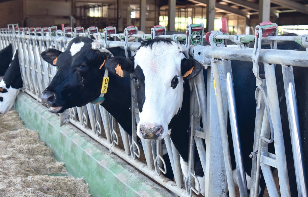 ¿Puede ser el crossbreeding una estrategia útil para la mejora de los índices reproductivos, productivos y económicos en rebaños lecheros comerciales?