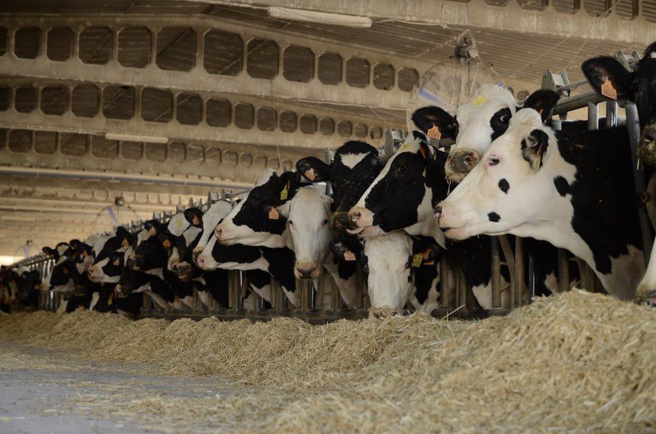 Enfriamiento de vacas en granjas robóticas: el caso de la ganadería italiana Bandioli