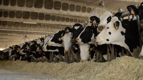 Enfriamiento de vacas en granjas robóticas: el caso de la ganadería italiana Bandioli