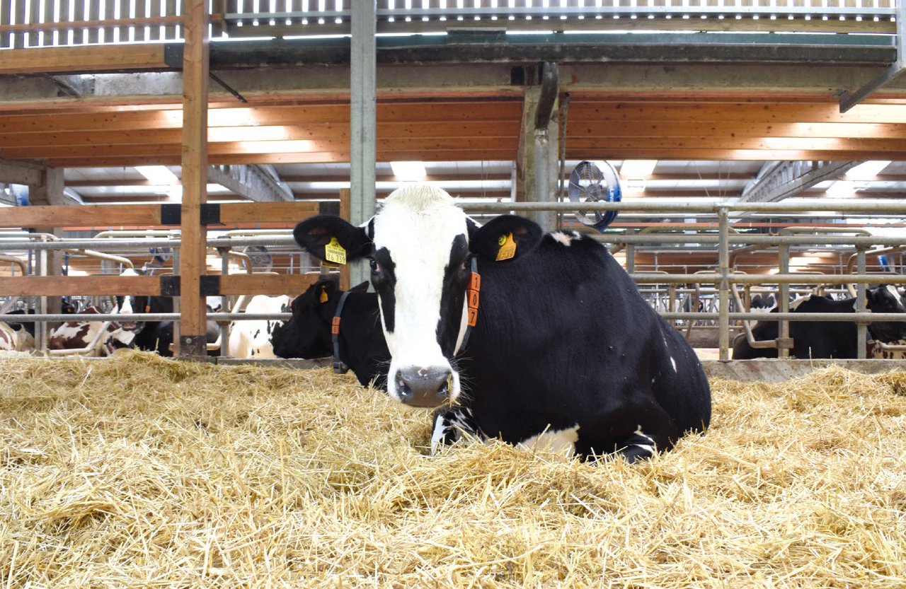 Instalaciones y bienestar en las vacas secas: su influencia en la producción