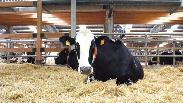 Instalaciones y bienestar en las vacas secas: su influencia en la producción