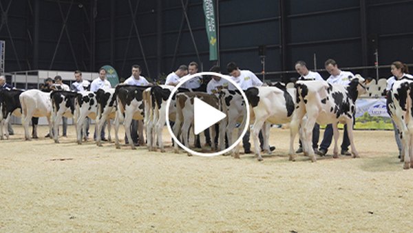 Empieza la retransmisión del concurso frisón de Asturias