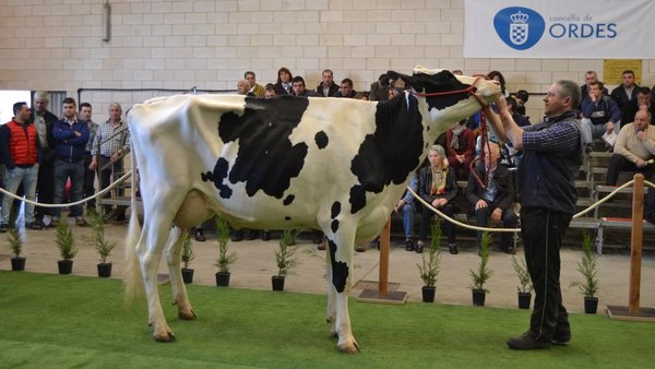 Finaliza la I Subasta de Ganado Frisón de Ordes