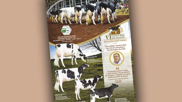 El concurso frisón de otoño en Azores ya tiene fecha