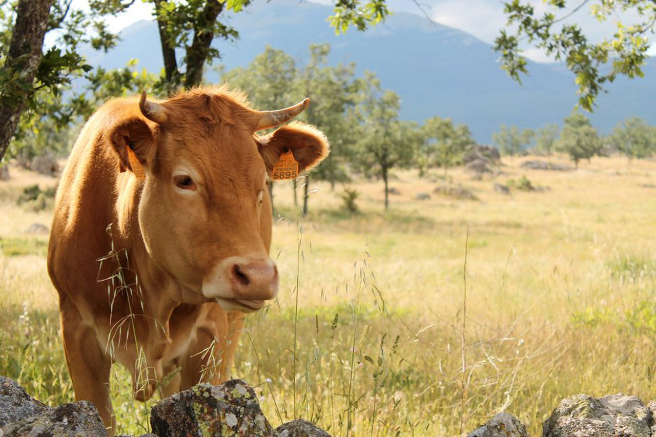 Provacuno reivindica el papel de las “vacas-bombero” para eliminar biomasa inflamable