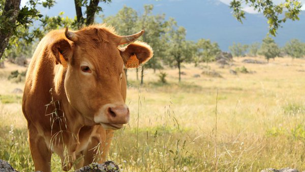 Provacuno reivindica el papel de las “vacas-bombero” para eliminar biomasa inflamable