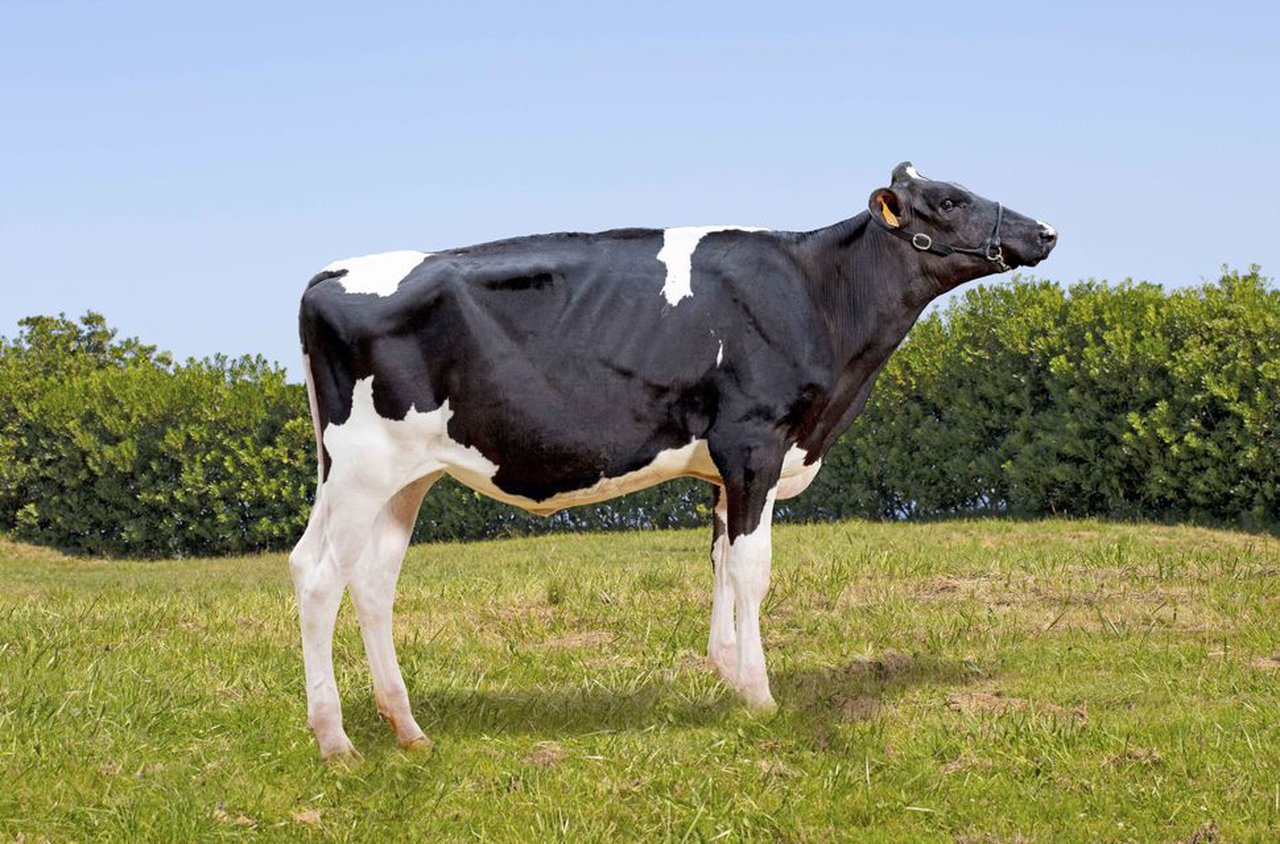 Badiola Brash Silvia 9476, también a la venta mañana