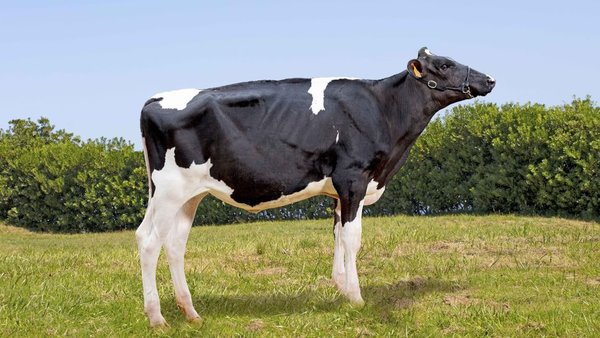 Badiola Brash Silvia 9476, también a la venta mañana