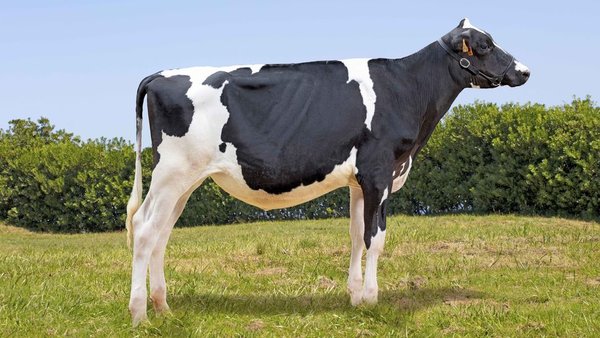 Badiola Defiant Megatola, en venta el próximo 11 de agosto