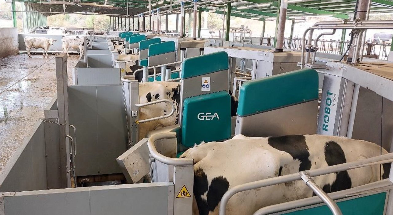 GEA sumó en enero tres nuevos proyectos de ordeño por lotes en la península