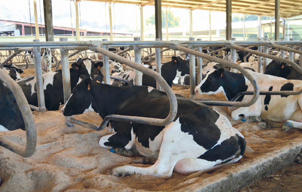 Bienestar animal: la importancia de los cubículos