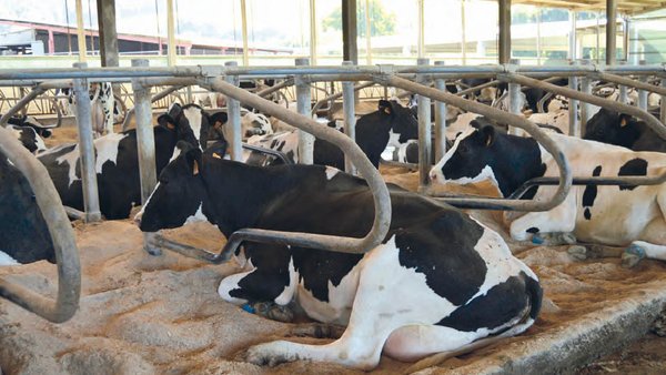 Bienestar animal: la importancia de los cubículos