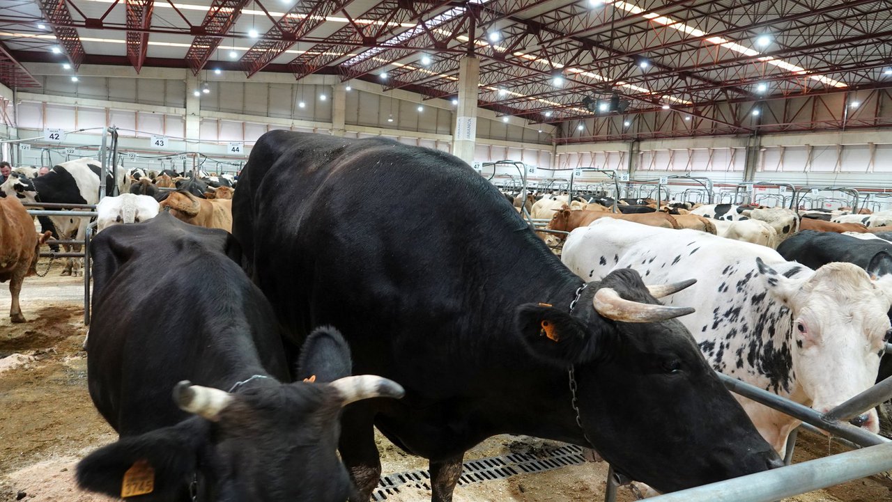 La Central Agropecuaria de Galicia Abanca vivió un récord histórico en el precio de un ejemplar de vacuno mayor al alcanzar los 10.498 €