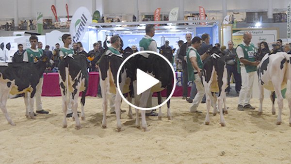 Empieza la retransmisión del concurso regional de Braga