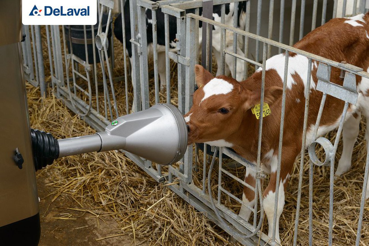 CalfRail CFR100, o novo sistema de DeLaval para a alimentación das xatas