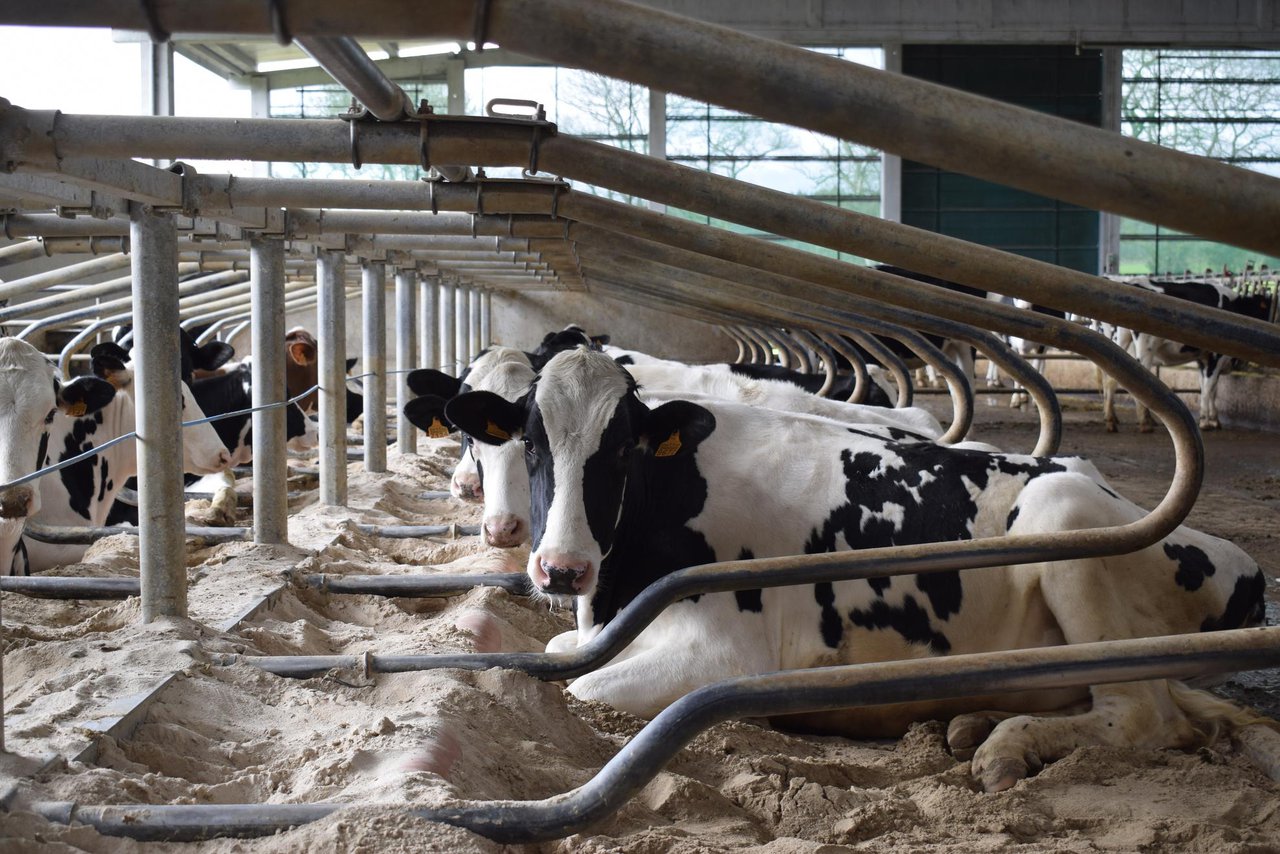Limitado el tamaño de las granjas de nueva creación a 725 vacas de leche