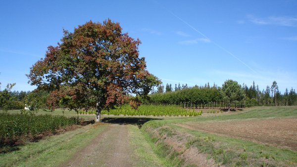 Abierto el plazo de solicitud a los Ayuntamientos para ayudas de mejora de los caminos de acceso a parcelas agrarias