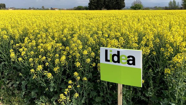 Lidea lanza dúas marcas comerciais: Lidea e Caussade Semences Pro