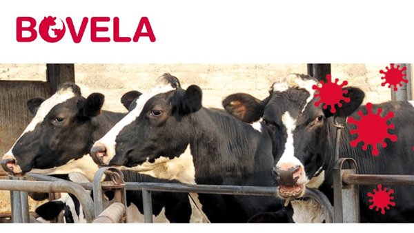 Tertulia on-line sobre BVD organizada por Boehringer Ingelheim