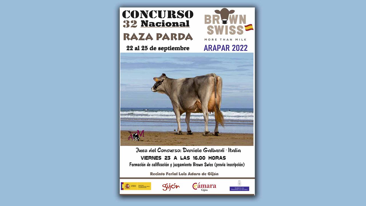 Gijón acoge el Concurso Nacional de Raza Parda el último fin de semana de septiembre