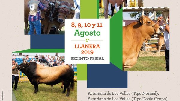 Todo a punto en Llanera para su concurso vacuno