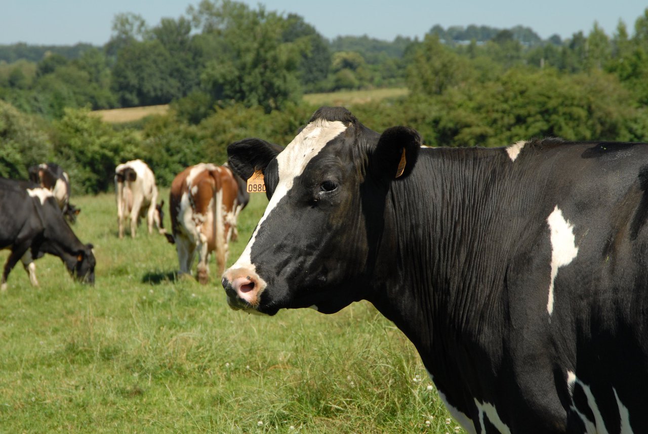 La iniciativa Somos Rumis de Boehringer Ingelheim sitúa en el centro a los profesionales de la ganadería y la veterinaria