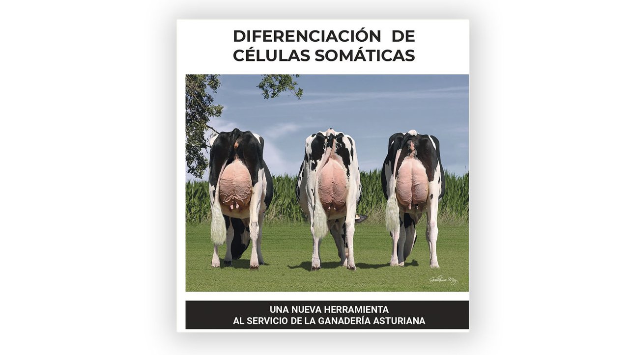 Ascol e o LILA presentan unha ferramenta de diferenciación de células somáticas na Agropec