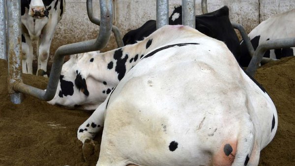 Manejo de camas de compost y estiércol reciclado en vacas de leche. Impacto en la salud de la ubre