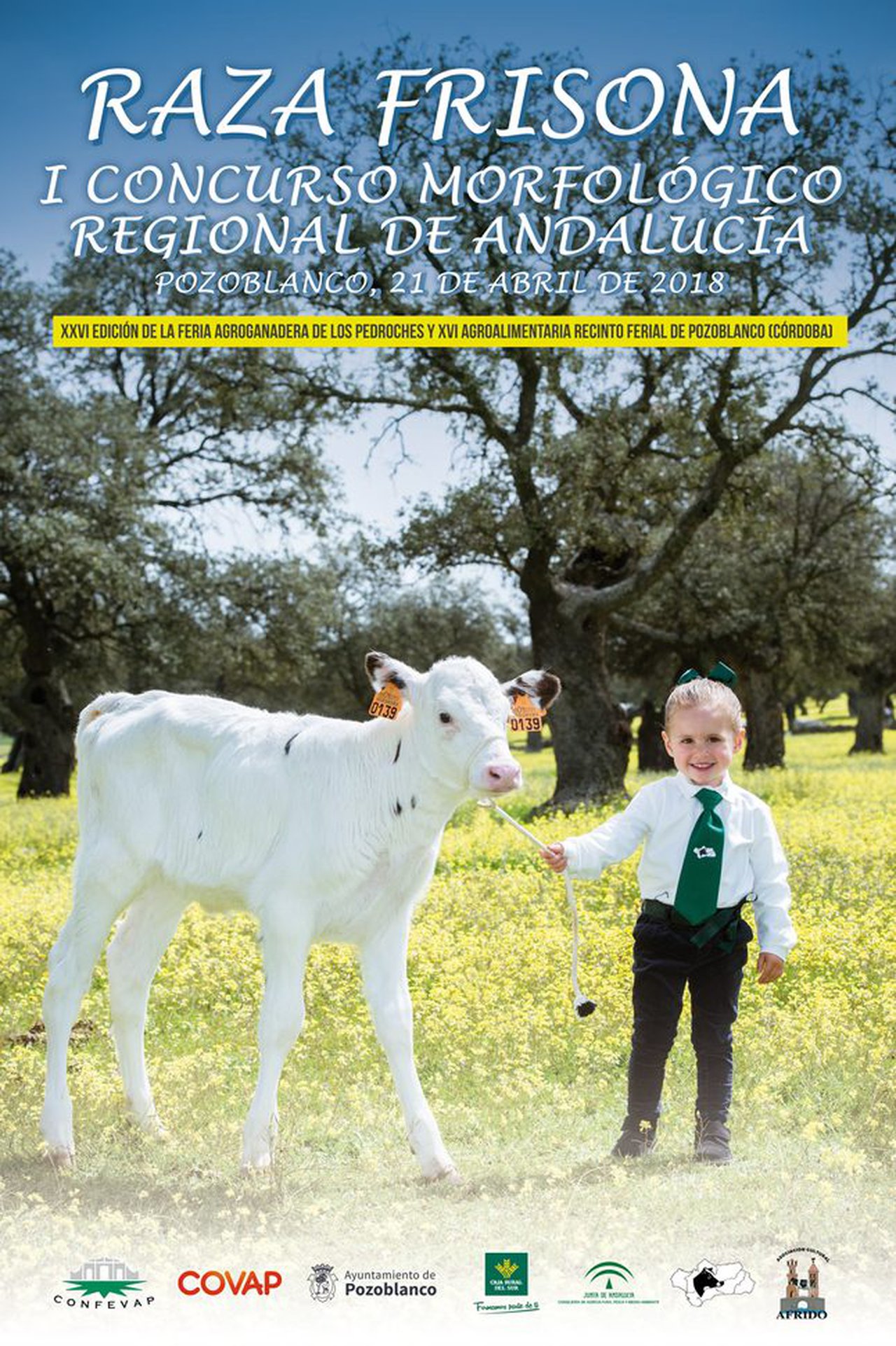 Pozoblanco acogerá el primer Concurso Regional de Raza Frisona de Andalucía
