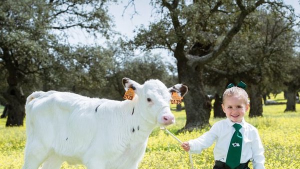 Pozoblanco acogerá el primer Concurso Regional de Raza Frisona de Andalucía