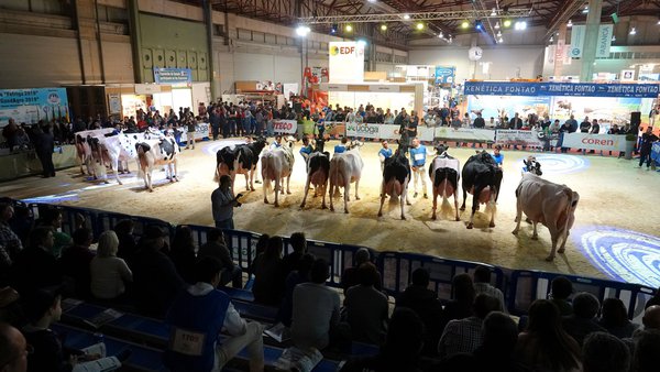Los concursos de ganado frisón de Abanca Cimag-GandAgro volverán a convertir esta feria en un referente para la raza