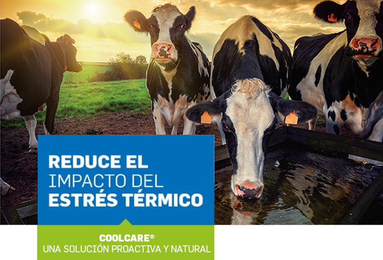 Coolcare®, a solución redutora do estrés por calor de De Heus