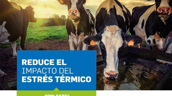 Coolcare®, la solución reductora del estrés por calor de De Heus