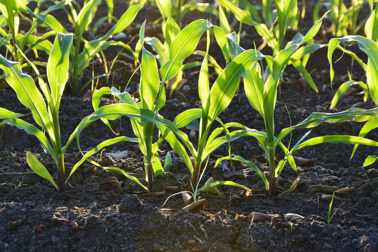 Fertinagro Biotech patenta unha tecnoloxía que axudará a fixar nitróxeno no chan de forma sustentable