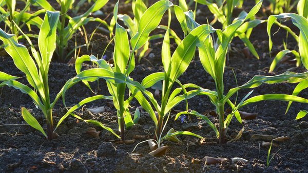 Fertinagro Biotech patenta unha tecnoloxía que axudará a fixar nitróxeno no chan de forma sustentable