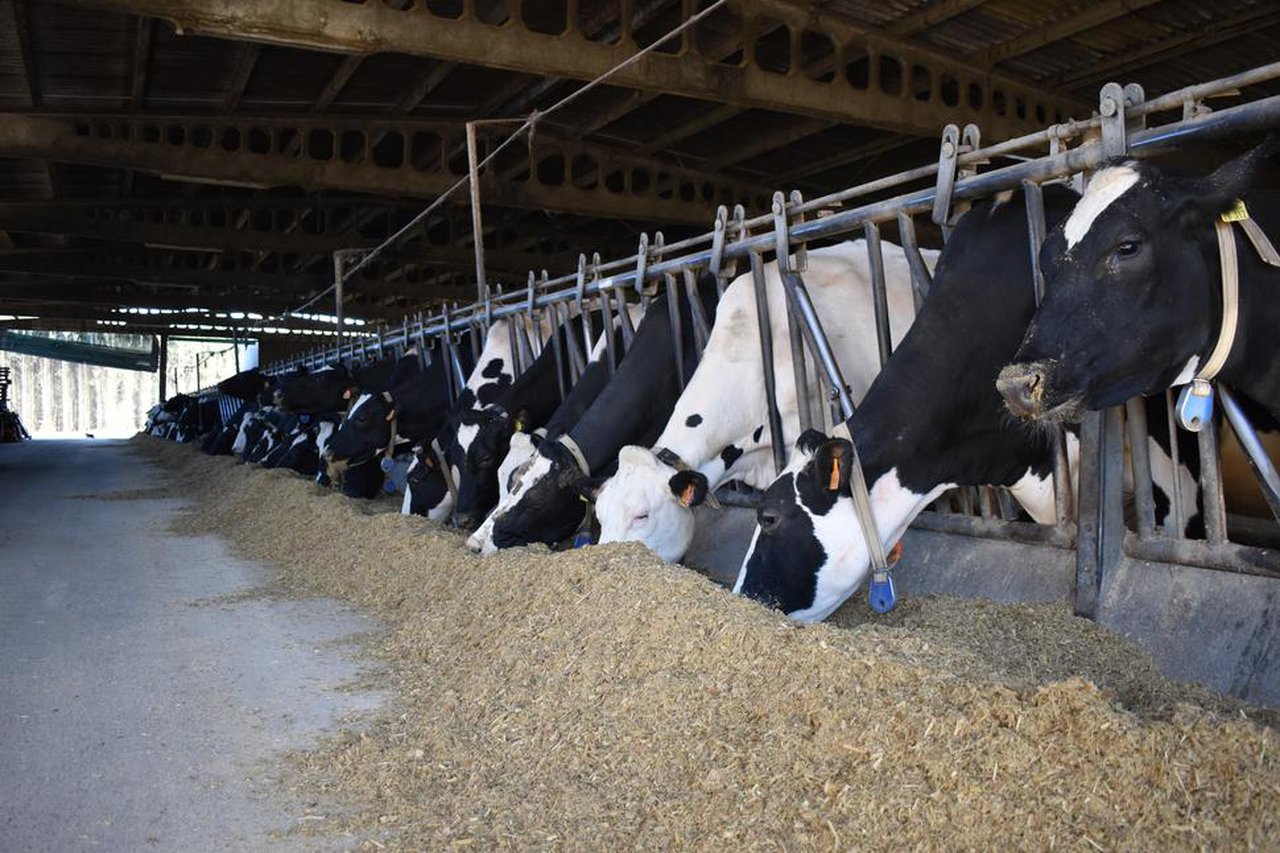 Nuevo curso en Boqueixón sobre cálculo y análisis del coste de producción de leche
