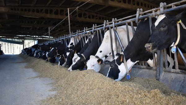 Nuevo curso en Boqueixón sobre cálculo y análisis del coste de producción de leche