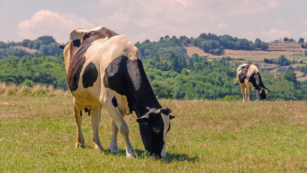Deosan lidera os protocolos de limpeza libres de cloro