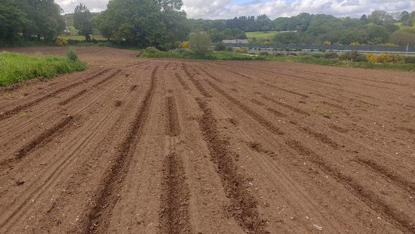 Agromuralla denuncia importantes daños provocados por el jabalí en las siembras de maíz