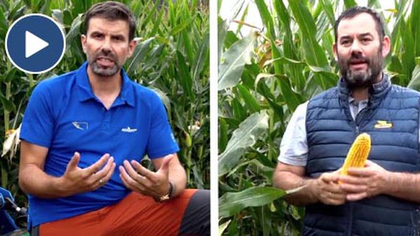 Cando recoller o millo?