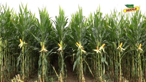 A diferenza Dekalb: calidade para conseguir máis leite por hectárea ao día