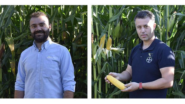 Dekalb, líder en millo forraxeiro na cornixa cantábrica